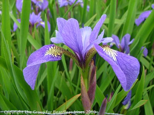 Mainstream Spring (Sibcolor) 1